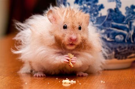 x hamster free pics|Beautiful Free Images & Pictures 